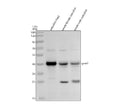 Anti-Zebrafish GNAT2 Antibody Picoband®