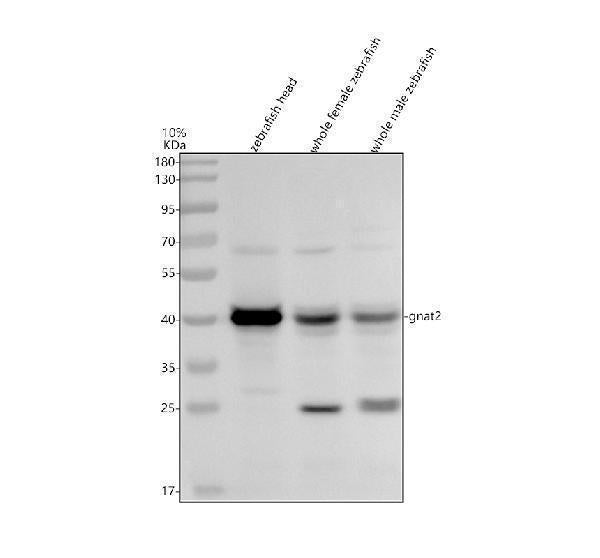 Anti-Zebrafish GNAT2 Antibody Picoband®