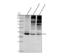 Anti-Zebrafish GNAT1 Antibody Picoband®