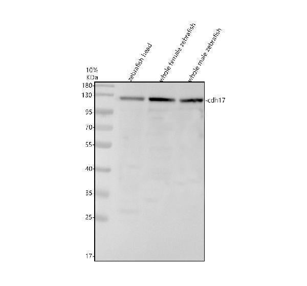 Anti-Zebrafish Cadherin-17/CDH17 Antibody Picoband®
