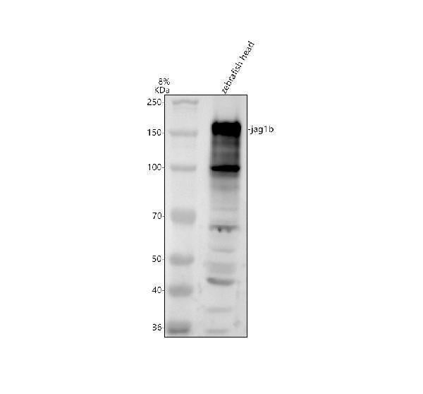 Anti-Zebrafish JAG1B Antibody Picoband®
