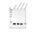 Anti-Zebrafish Lysozyme/LYZ Antibody Picoband®