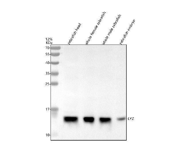 Anti-Zebrafish Lysozyme/LYZ Antibody Picoband®