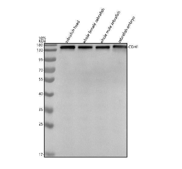 Anti-Zebrafish E-cadherin/CDH1 Antibody Picoband®