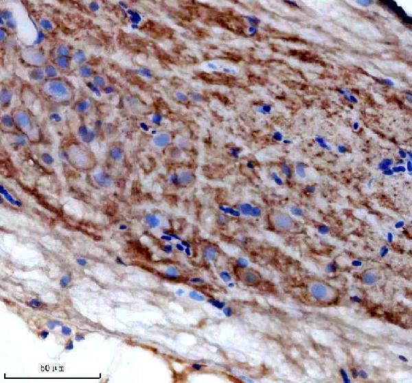 Anti-Zebrafish Bcl-XL/BCL2L1 Antibody
