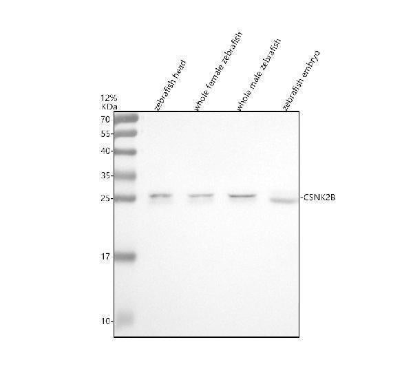 Anti-Zebrafish CSNK2B Antibody Picoband®