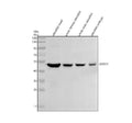 Anti-Zebrafish GATA3 Antibody Picoband®