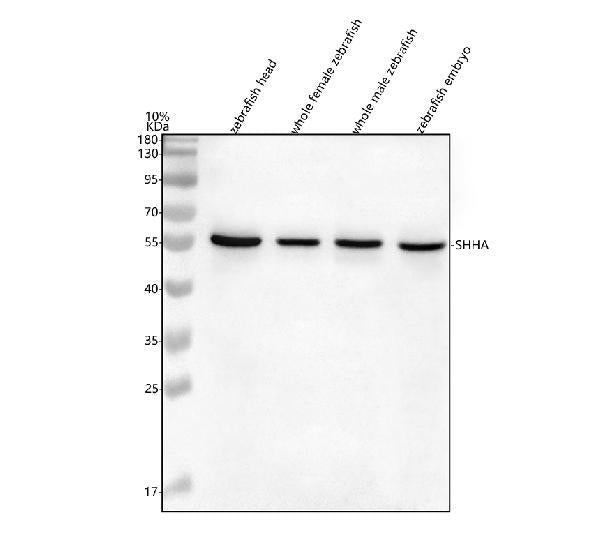Anti-Zebrafish SHHA Antibody Picoband®