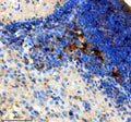 Anti-Zebrafish SST2 Antibody