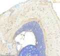 Anti-Zebrafish FOXC1A Antibody