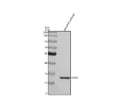 Anti-Zebrafish CDK5 Antibody Picoband®