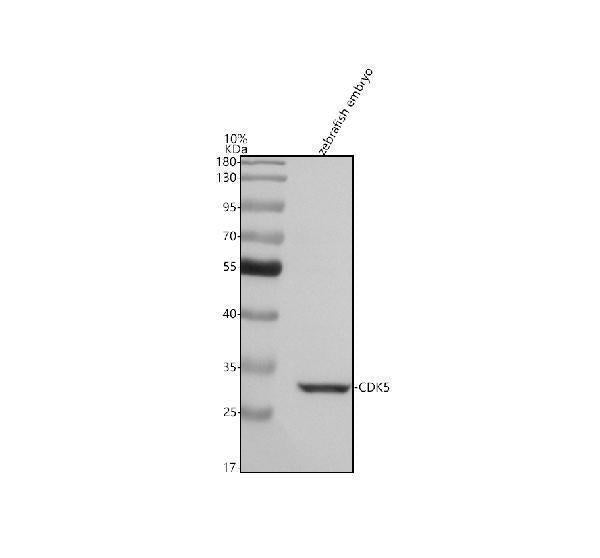 Anti-Zebrafish CDK5 Antibody Picoband®