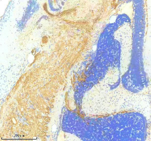 Anti-Zebrafish PDGFR alpha/PDGFRA Antibody