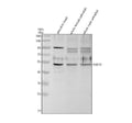 Anti-Zebrafish FADS2 Antibody Picoband®