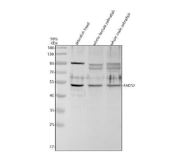 Anti-Zebrafish FADS2 Antibody Picoband®