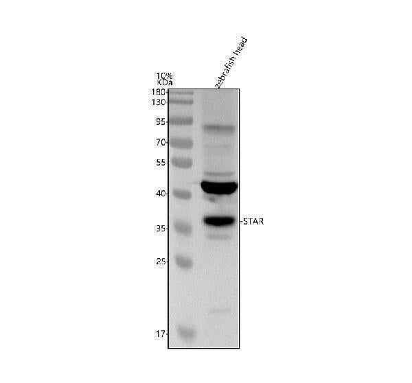 Anti-Zebrafish STAR Antibody Picoband®