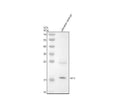 Anti-Zebrafish VENT Antibody Picoband®
