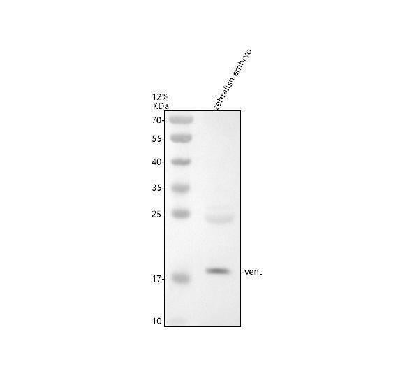 Anti-Zebrafish VENT Antibody Picoband®