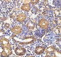 Anti-Zebrafish M-CSFR/CSF1R Antibody
