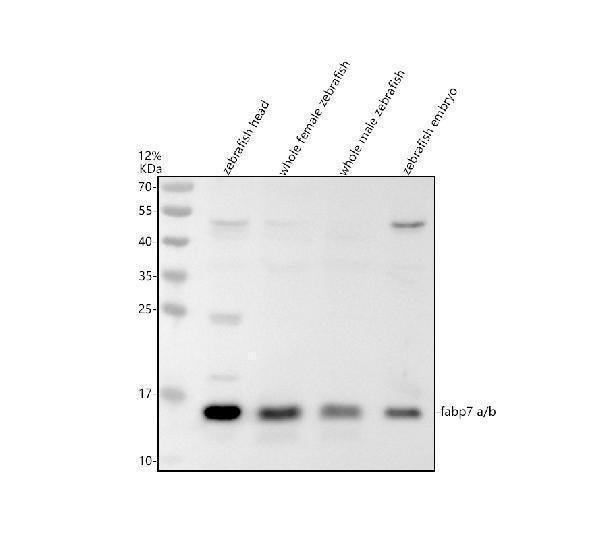 Anti-Zebrafish FABP7A/B Antibody Picoband®
