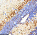 Anti-Zebrafish Neuropeptide Y/NPY Antibody
