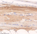Anti-Zebrafish APAF1 Antibody