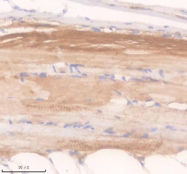 Anti-Zebrafish APAF1 Antibody