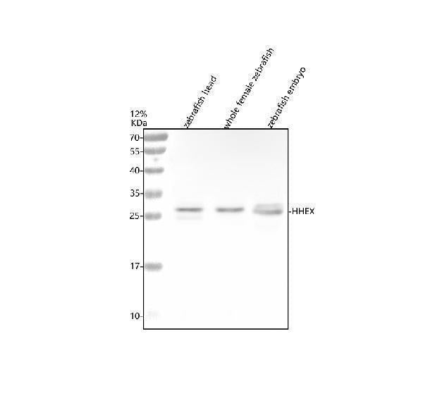 Anti-Zebrafish HHEX Antibody Picoband®
