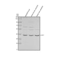 Anti-Zebrafish Cyclin B1/CCNB1 Antibody Picoband®