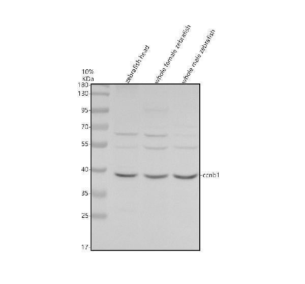 Anti-Zebrafish Cyclin B1/CCNB1 Antibody Picoband®