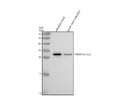 Anti-Zebrafish TWIST1A/1B/2 Antibody Picoband®