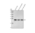 Anti-Zebrafish LMO2 Antibody Picoband®