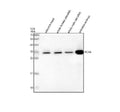 Anti-Zebrafish PCNA Antibody Picoband®