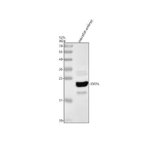 Anti-Zebrafish IGF2A Antibody Picoband®