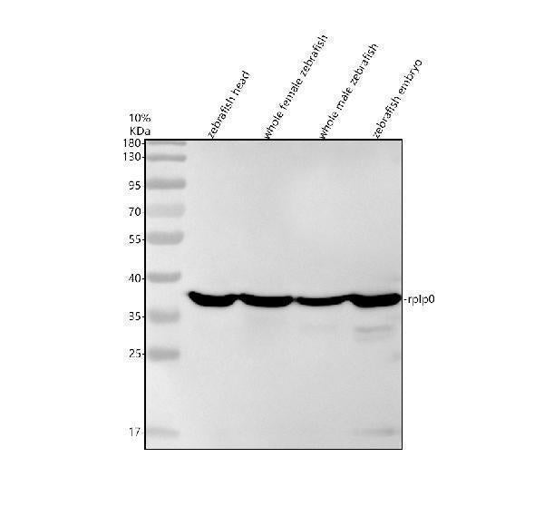 Anti-Zebrafish RPLP0 Antibody Picoband®
