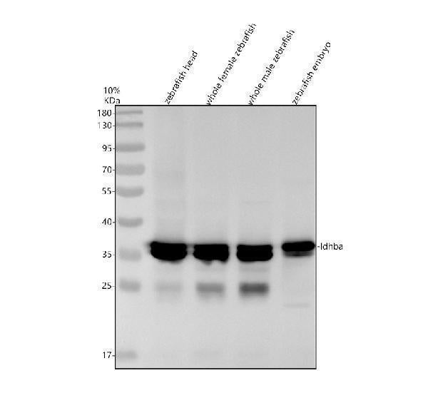 Anti-Zebrafish LDHBA Antibody Picoband®