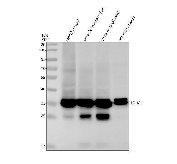 Anti-Zebrafish LDHA Antibody Picoband®