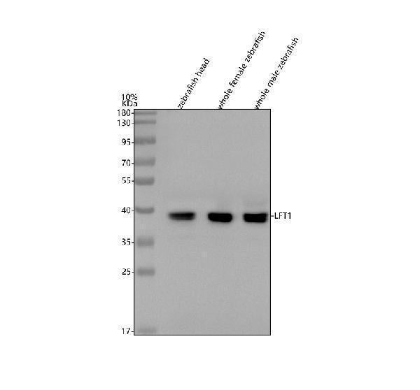 Anti-Zebrafish LFT1 Antibody Picoband®