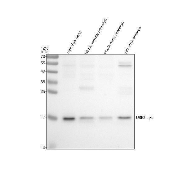 Anti-Zebrafish UBE2Ia/b Antibody Picoband®