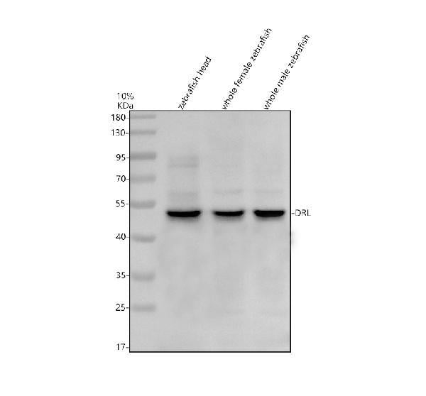Anti-Zebrafish DRL Antibody Picoband®