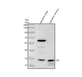 Anti-Zebrafish DAZL Antibody Picoband®