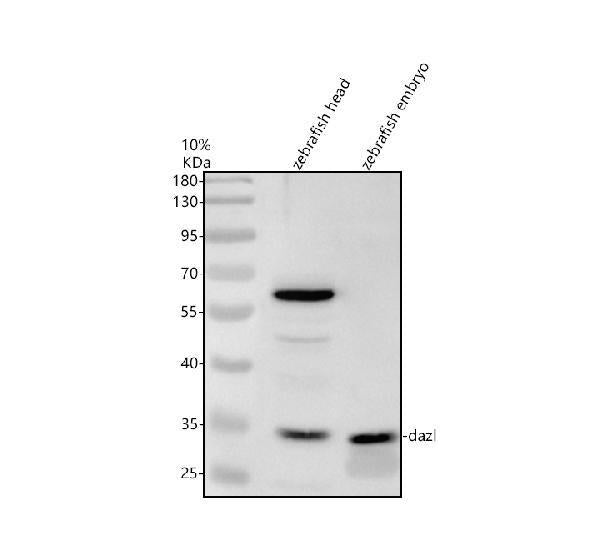 Anti-Zebrafish DAZL Antibody Picoband®