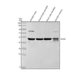 Anti-Zebrafish ALAS2 Antibody Picoband®
