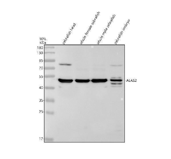 Anti-Zebrafish ALAS2 Antibody Picoband®
