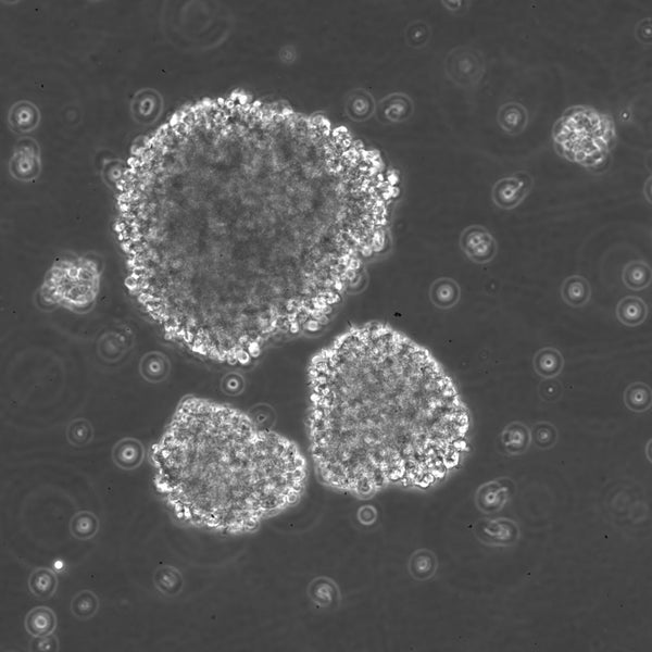 B-LCL-CDG4 cell