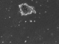 B-LCL-HROC117 (Bc HROC117) cell
