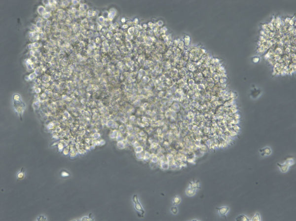 B-LCL-HROC24 cell
