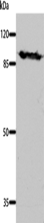 DNM1 Polyclonal Antibody – Figure 1 of 2