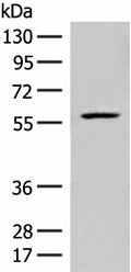 FKTN Polyclonal Antibody – Figure 1 of 2