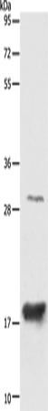 AGR2 Polyclonal Antibody – Figure 1 of 2